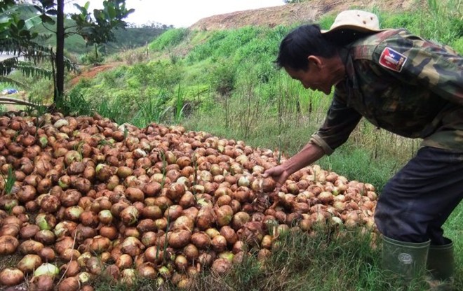 Cả trăm tấn hành bị đổ bỏ sau một thời gian được đưa vào kho trữ.