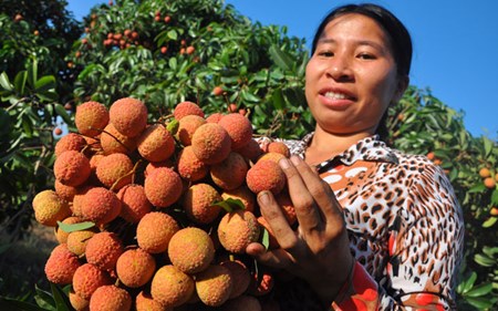 Vai “ngo” tran ngap pho nhai vai thieu