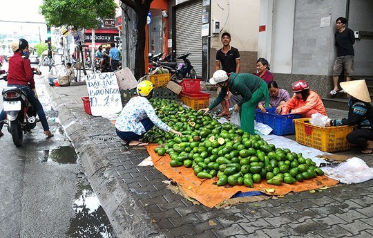 Bơ Việt vào mua thu hoạch rộ được bày bán khắp các lề đường với giá rẻ.
