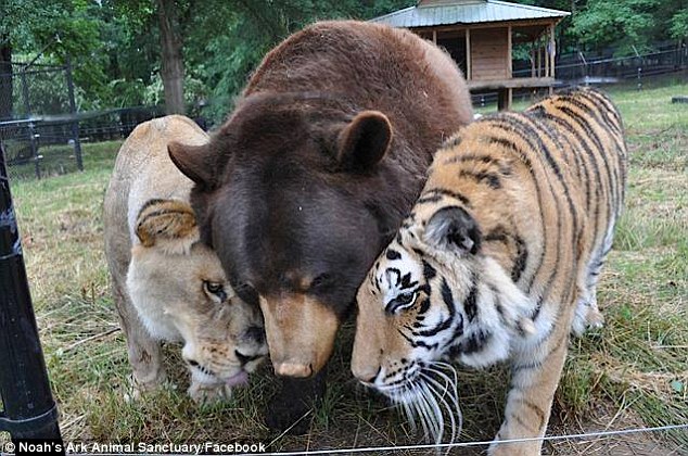 Thả hổ, gấu và sư tử chơi chung, nhân viên khu bảo tồn động vật ngỡ ngàng khi nhìn thấy cảnh tượng chưa từng thấy, không ai giải thích được điều kỳ lạ trước mắt - Ảnh 4.