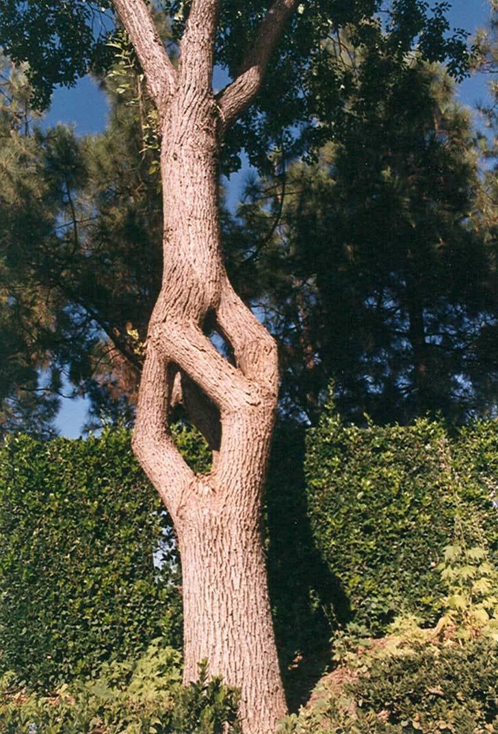  Erlandson began to practice their particular art form privately, as a gardener, but one day his wife and daughter realized that they could capitalize off of sharing his work with tourists. 3