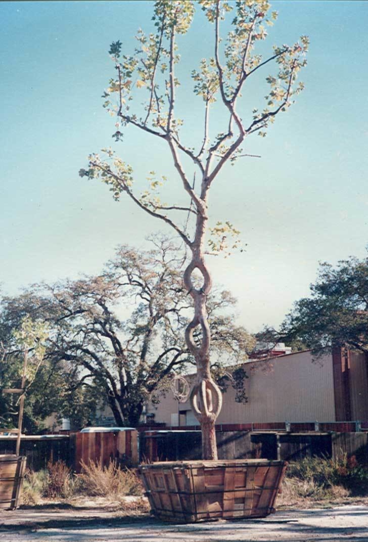 A man named Michael Bonafante eventually bought the property, and you can still travel to see these trees today -- there are over 70 trees on view, and 25 of them are Erlandson's originals.