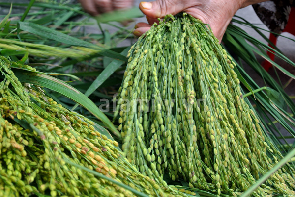 Cốm Mễ Trì - Sắc thu Hà Nội