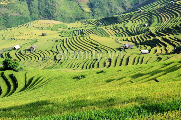 Mù Cang Chải – Thu vàng trong màu lúa chín 11