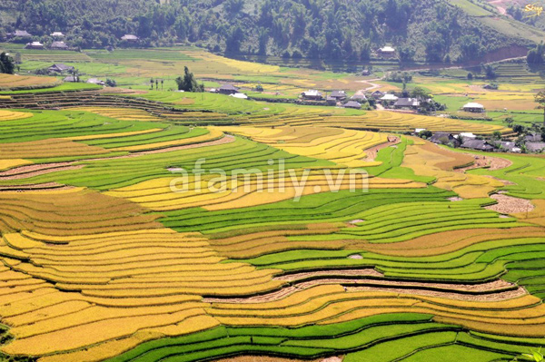 Mù Cang Chải – Thu vàng trong màu lúa chín 14