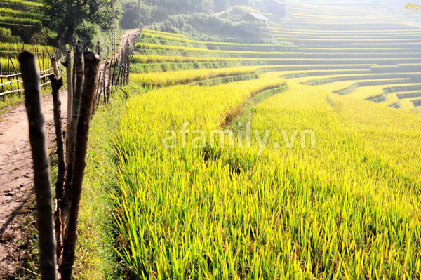 Mù Cang Chải – Thu vàng trong màu lúa chín 16