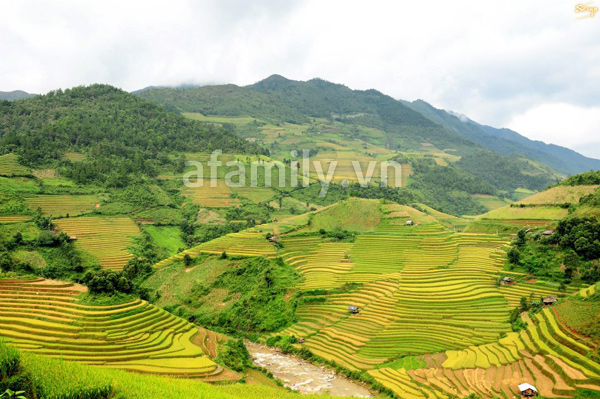 Mù Cang Chải – Thu vàng trong màu lúa chín 3