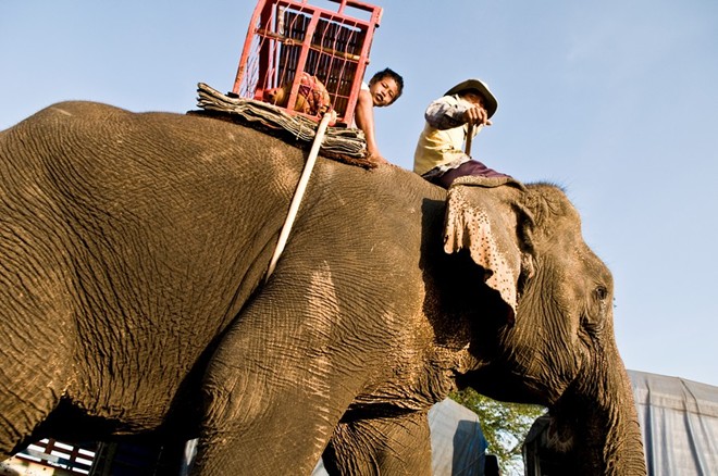 Lễ hội voi Surin. Đây là một lễ hội rất nổi tiếng là một trong những nền văn hóa đặc sắc của Thái Lan được tổ chức vào cuối tuần thứ 3 trong tháng 11 tại Surin – Isaan ở Đông Bắc Thái Lan nhằm tôn vinh voi và những người huấn luyện bạn đồng hành của chúng. Lễ hội có những hoạt động thú vị như cuộc diễu hành của hơn 300 con voi. Các con voi sẽ có dịp thể hiện tài năng của mình qua những điệu nhảy, đua, đá bóng và cả kéo co với con người. Ảnh: Quanjing