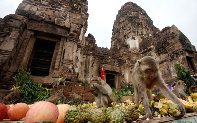  Lễ hội buffet cho khỉ. Vào ngày 30/11/2014 tại tỉnh Lopburi, cách thủ đô Bangkok 150 km về phía đông bắc, sẽ diễn ra một đại tiệc cho các chú khỉ. Tại đây, hàng trăm chú khỉ thoải mái lựa chọn hoa quả và đồ uống yêu thích. Lễ hội thể hiện lòng yêu quý của người dân tỉnh Lopburi với loài khỉ. Chúng cũng là yếu tổ quan trọng góp phần thúc đẩy ngành du lịch tại địa phương. Ảnh: Baike