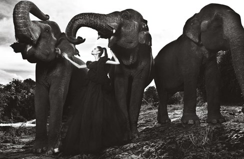 Và trong thử thách chụp ảnh cùng voi Tây Nguyên