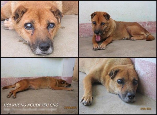 Chú chó Việt đáng yêu đã canh mộ trong 5 năm. Hãy xem ảnh và cảm nhận sự trung thành và tình cảm đáng kinh ngạc của loài chó.