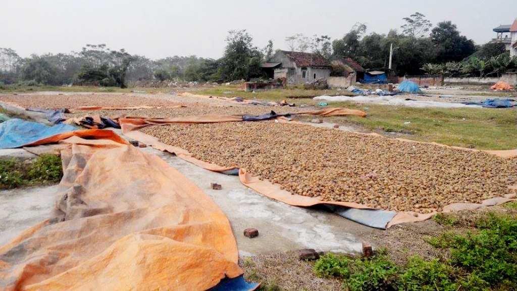 Có mặt tại tổ 7 phường Đồng Mai những ngày cuối tháng 12 này, PV ghi nhận được tình trạng ủ, phơi chanh quất thối gây mất vệ sinh chung của một hộ dân tại phường.