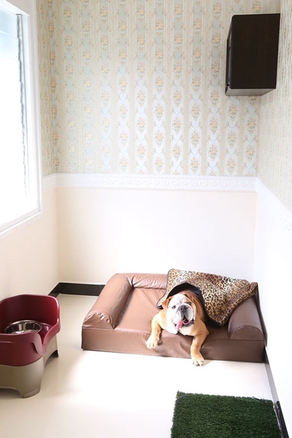 Khách sạn 5 sao sang chảnh dành cho thú cưng ở Singapore - Ảnh 4.