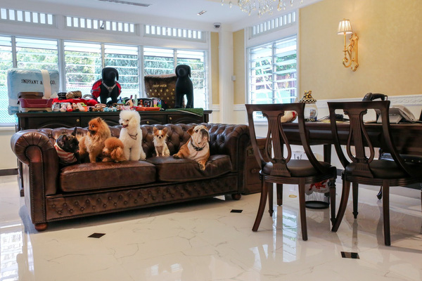 Khách sạn 5 sao sang chảnh dành cho thú cưng ở Singapore - Ảnh 5.
