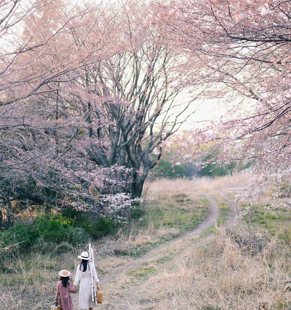 Mùa hoa anh đào về: Bạn sẽ ước mình đến ngay Nhật, Hàn để ngắm ...