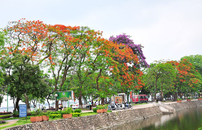 5 loai hoa khien ha noi tho hon giua mua ha chay hinh anh 6