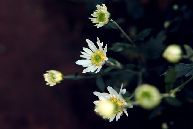 say long ngam thieu nu ben cuc hoa mi hinh anh 15