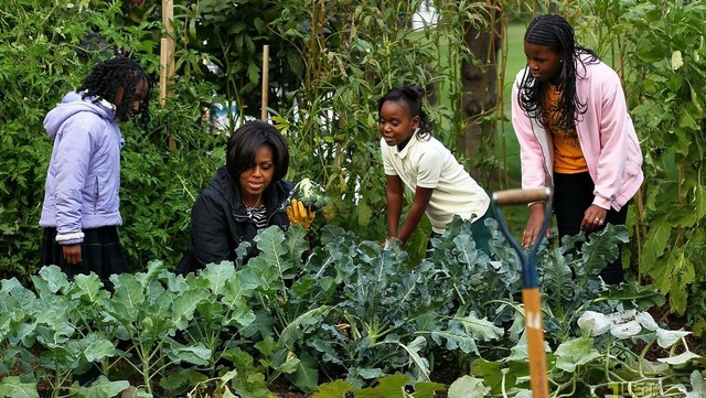 Đệ Nhất phu nhất Michelle Obama chăm sóc rất cẩn thận cho khu vườn, nó cung cấp rau sạch cho chính phòng bếp của Nhà Trắng.
