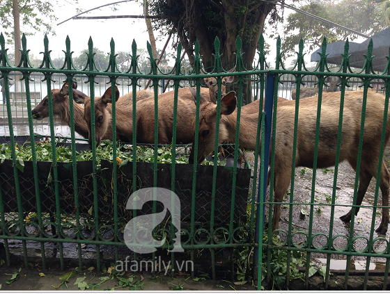 Xuất hiện clip được cho là nhân viên và bảo vệ vườn thú Đà Nẵng mổ thịt nai nuôi 7