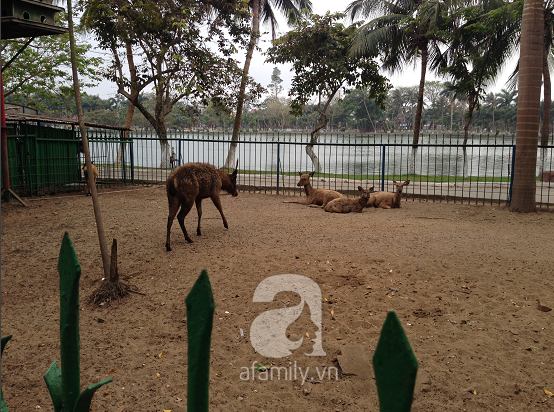 Xuất hiện clip được cho là nhân viên và bảo vệ vườn thú Đà Nẵng mổ thịt nai nuôi 8