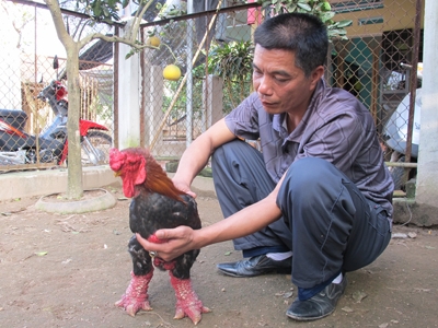 Đào, quất tiền trăm mà ế ẩm... Dưa, gà chục triệu vẫn cháy hàng 8