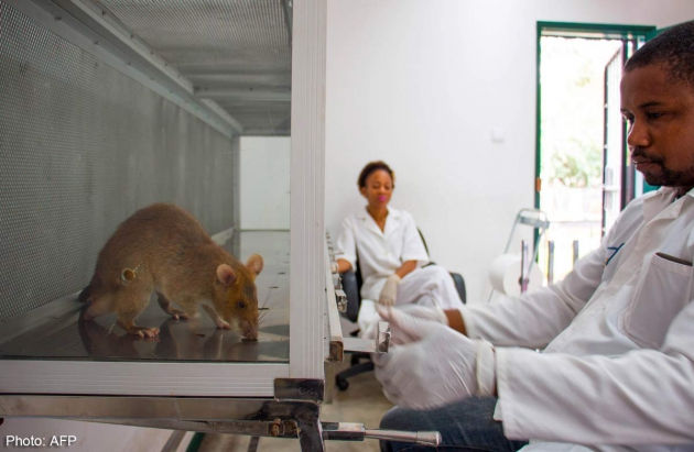 Chuột khổng lồ giúp ích trong điều trị bệnh lao
