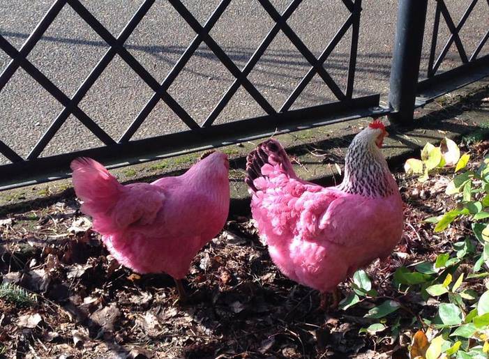 Người dân Mỹ phấn khích với gà màu hồng lang thang trên phố