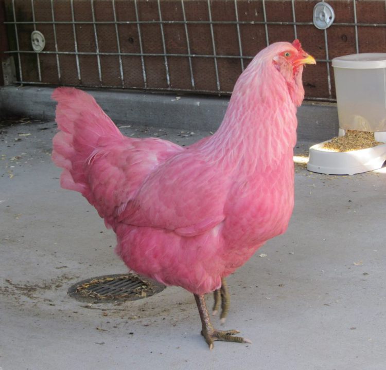 Người dân Mỹ phấn khích với gà màu hồng lang thang trên phố 1