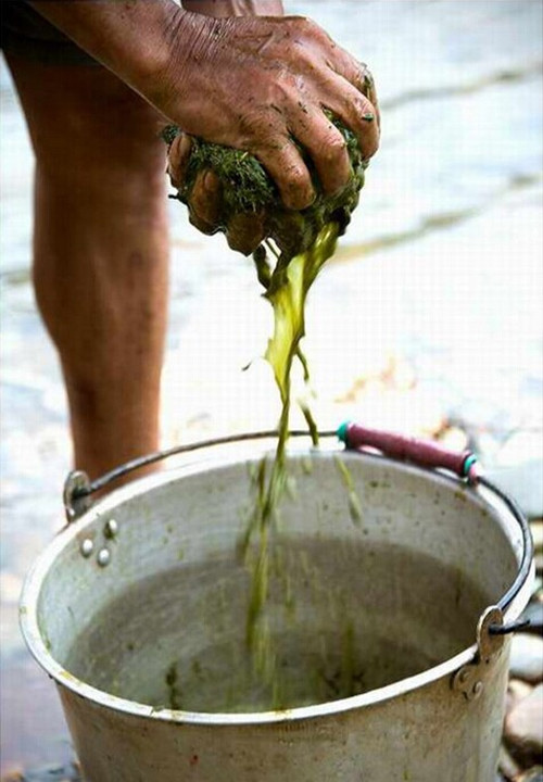 Những món ăn, thức uống làm từ phân, nước tiểu bò khiến người dùng mê tít 6