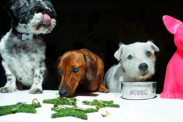 Lạ lùng nhà hàng cung cấp thực đơn 5 món cho chó