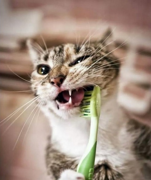 Biểu cảm siêu đáng yêu của mèo khi được... đánh răng