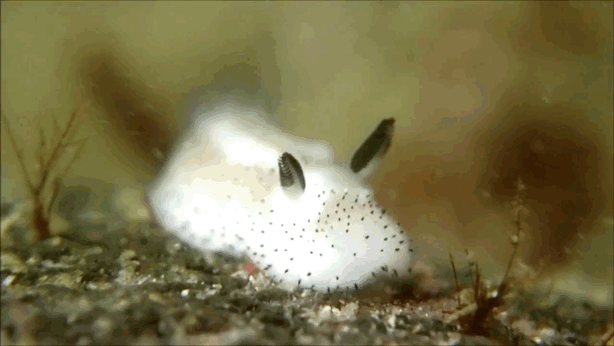 Phát hiện loài sên biển có hình dáng giống thỏ