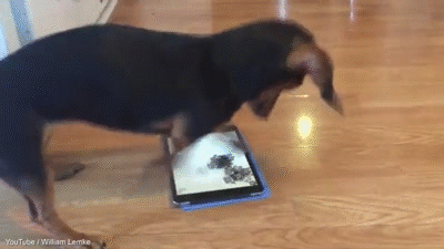 Hài hước chú chó phát cuồng vì trò chơi điện tử trong máy tính bảng