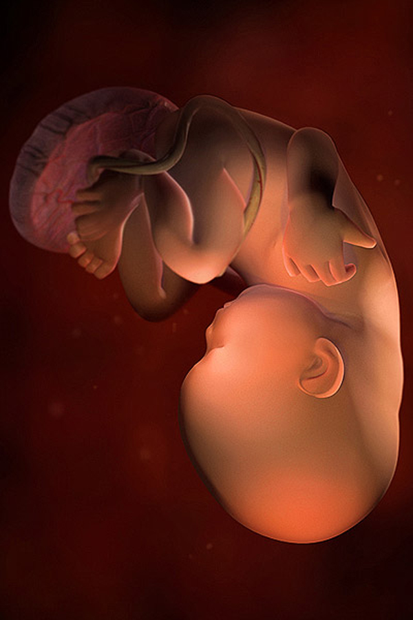 Tuần thai thứ 36: Bé đã bớt “nghịch ngợm” hơn  2