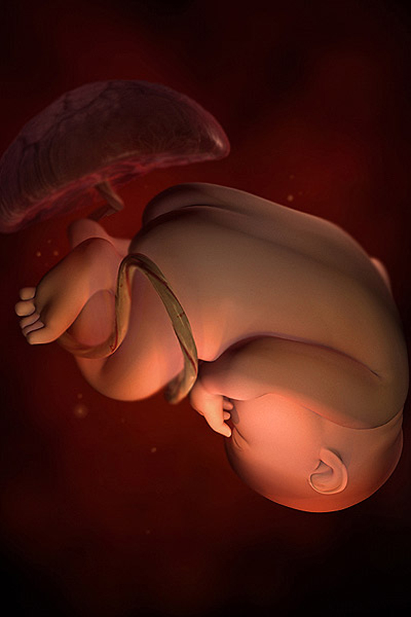 Tuần thai thứ 38: Bé đang “chờ đợi” để chào đời 2