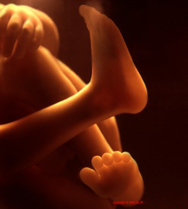 Tuần thai thứ 38: Bé đang “chờ đợi” để chào đời 1