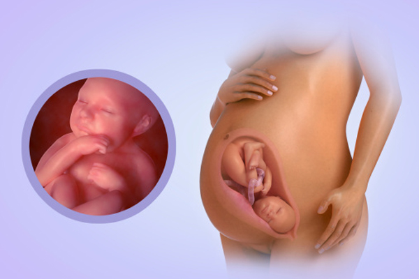 Tuần thai thứ 39: Bé yêu đã sẵn sàng chào đời 2 Tuần thai thứ 39: Bé yêu đã sẵn sàng chào đời 2