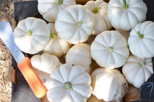Bí ngô mini - ý tưởng tuyệt vời cho khu vườn nhỏ trong nhà phố 7 Bí ngô mini - ý tưởng tuyệt vời cho khu vườn nhỏ trong nhà phố 7