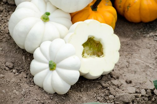 Bí ngô mini - ý tưởng tuyệt vời cho khu vườn nhỏ trong nhà phố 9 Bí ngô mini - ý tưởng tuyệt vời cho khu vườn nhỏ trong nhà phố 9