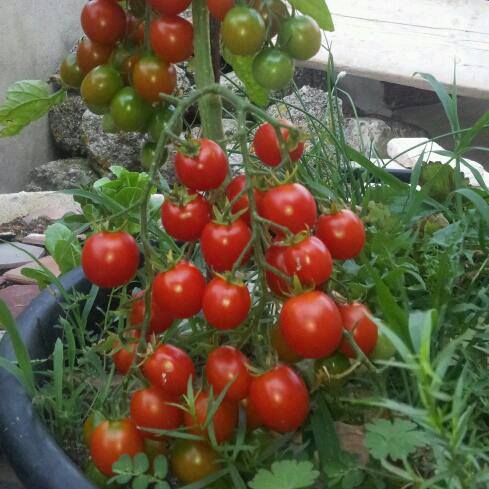 Cách trồng cà chua ngon và sai quả cho các "nông dân" ở  nhà phố  7