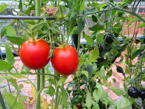Cách trồng cà chua ngon và sai quả cho các "nông dân" ở  nhà phố  8