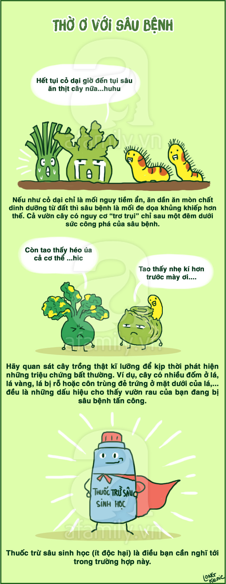 trồng rau tại nhà6