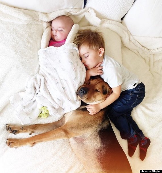 "Tan chảy" với hình ảnh ngủ trưa của hai nhóc con và chú chó Theo nổi tiếng 9
