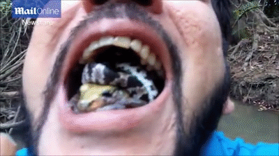 Bạn có đủ dũng cảm để bỏ rắn sống cuốn ếch độc vào miệng?