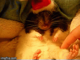 Khi động vật cũng háo hức đón Giáng sinh...