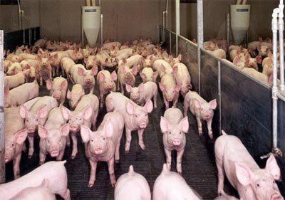 Giá thịt lợn ở các tỉnh phía Nam tăng 1
