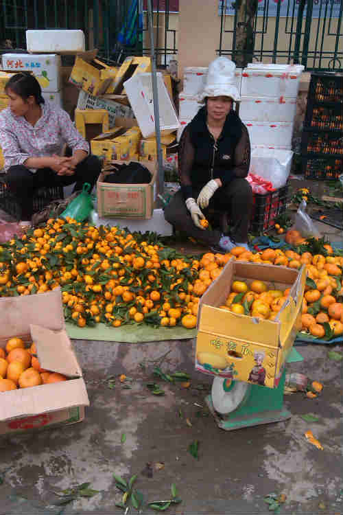 Quýt “Sài Gòn” trồng tại… Trung Quốc 1