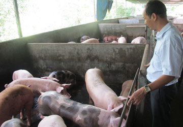 Tết n&agrave;y kh&ocirc;ng thiếu thịt g&agrave;, heo 1