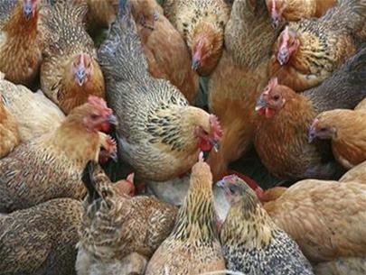 Chấn động gà Trung Quốc được vỗ béo bằng... 18 loại kháng sinh 1