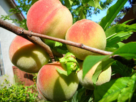 Dịp tết, tr&aacute;i c&acirc;y Trung Quốc lại tr&agrave;n ngập thị trường 9